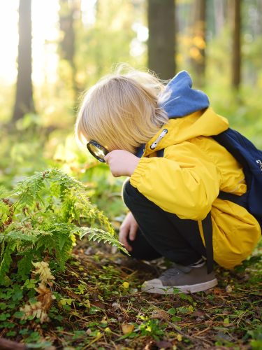 Preschooler boy is exploring nature with magnifying glass. Little child is looking on leaf of fern with magnifier. Summer vacation for inquisitive kids in forest. Hiking. Boy-scout