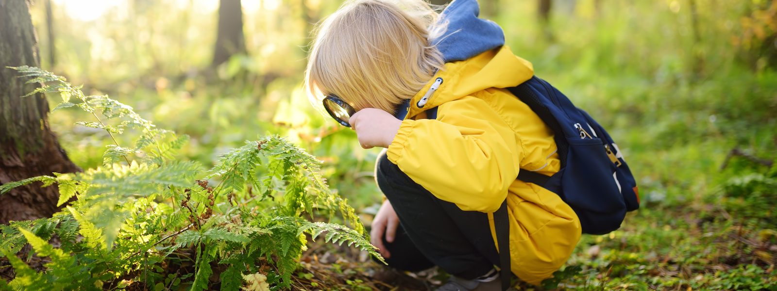 Preschooler boy is exploring nature with magnifying glass. Little child is looking on leaf of fern with magnifier. Summer vacation for inquisitive kids in forest. Hiking. Boy-scout
